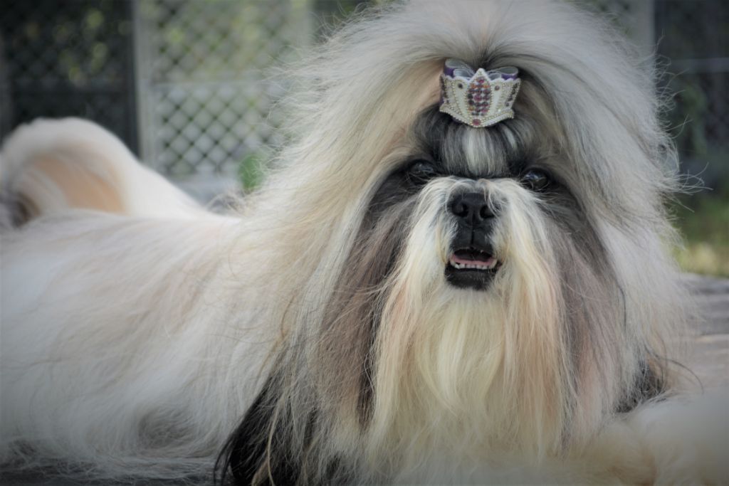 Publication : Du Royaume De Sacrés