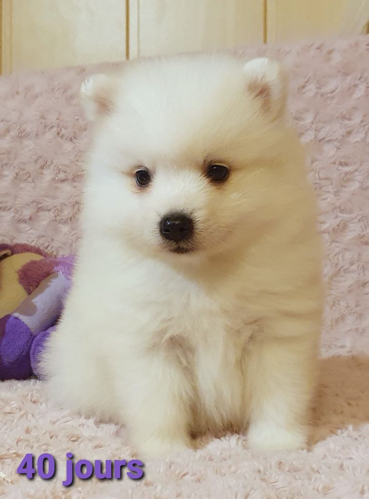 Publication : des joyeux dahus Auteur : Jd