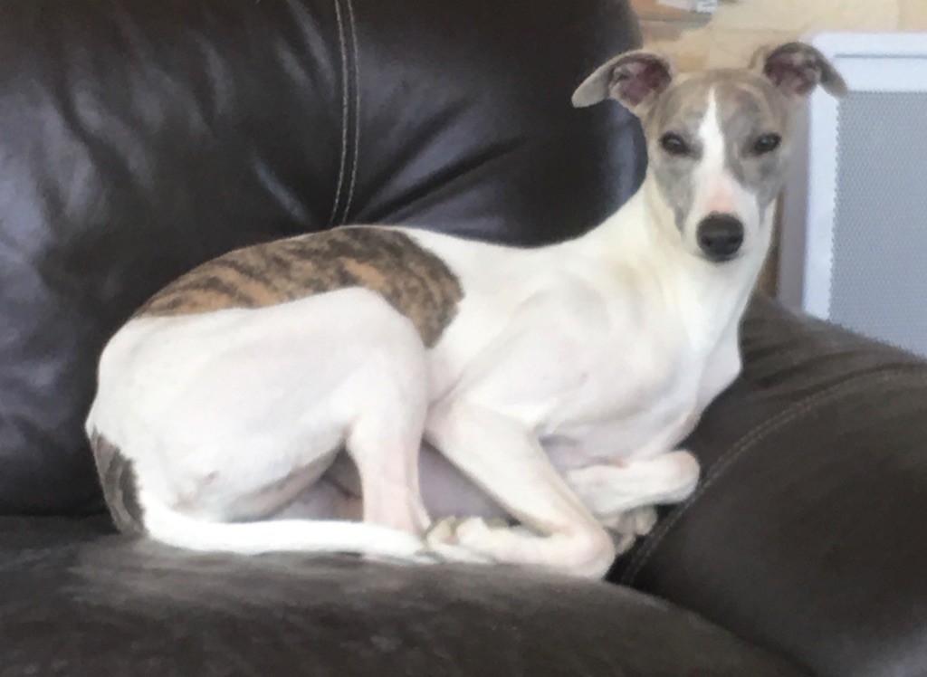 Publication : du domaine de Peyrazet Auteur : Couderc Martine