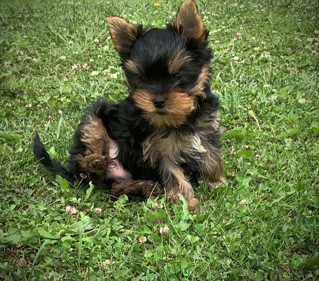  Auteur : Ferlat catherine