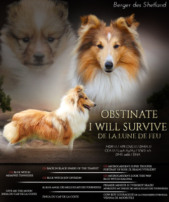 Étalon Shetland Sheepdog - Obstinate i will survive dite raven de La Lune De Feu