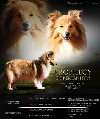 Étalon Shetland Sheepdog - Prophecy de Kertanhyys