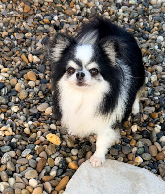 Étalon Chihuahua - Rupture de stock Des Minis Boss