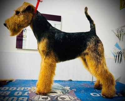 Étalon Welsh Terrier - Welsh attitude Talk with me