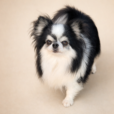 Étalon Chihuahua - Rupture de stock Des Minis Boss