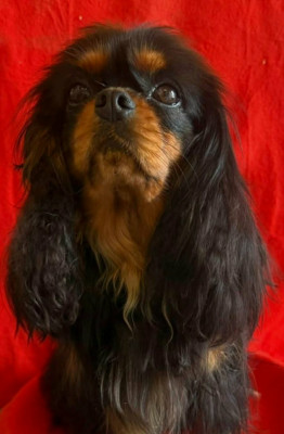Étalon Cavalier King Charles Spaniel - Sailor moon Of Sweet Little Kings