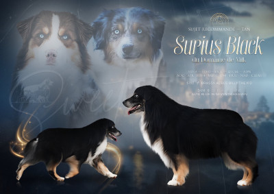 Étalon Berger Américain Miniature - Surius black dit sweet du Domaine de Milk