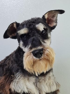 Étalon Schnauzer miniature - Ramzi du mont de la chenaie