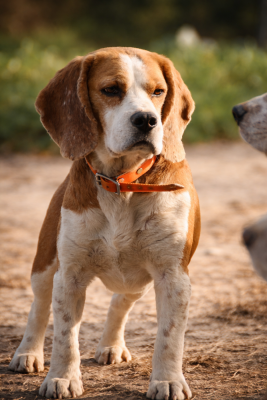 Étalon Beagle - Speedy echo du bois du bourg