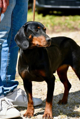 Étalon Chien courant slovaque - Divana hybska tiesnava