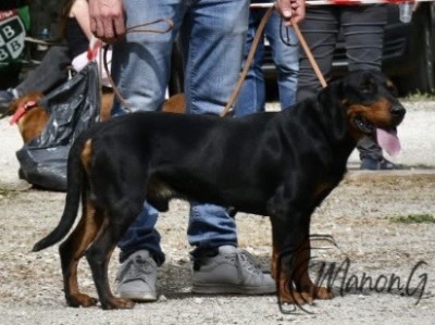 Étalon Chien courant slovaque - CH. Tery od partilu