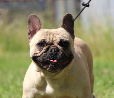 Étalon Bouledogue français - Romance unique De La Notte Di Cane