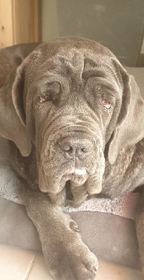 Étalon Mâtin Napolitain - Sinatti (Sans Affixe)