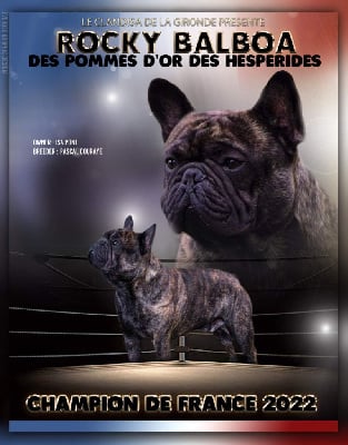 Étalon Bouledogue français - CH. Rocky balboa des Pommes d'Or des Hesperides