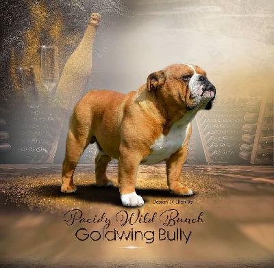 Étalon Bulldog Anglais - CH. Goldwing Bully Pacidy wild bunch}