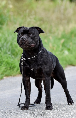 Étalon Staffordshire Bull Terrier - Tricastaff Ready to rumble