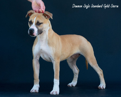 Étalon American Staffordshire Terrier - Deamon Style Standard gold sierra