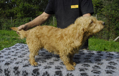 Étalon Basset fauve de Bretagne - Laos De La Forêt Des Sources