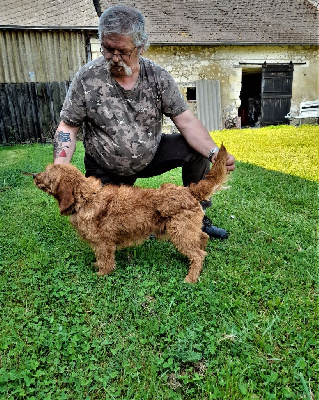 Étalon Basset fauve de Bretagne - Milou de la bessonniere de saint mars