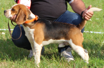 Étalon Beagle - Speedy echo du bois du bourg