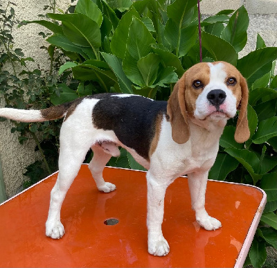 Étalon Beagle - Socco (Sans Affixe)