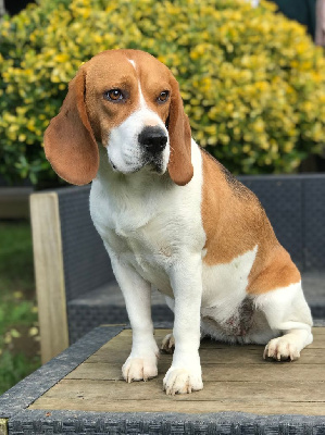 Étalon Beagle - Red hot du domaine de kerjonc