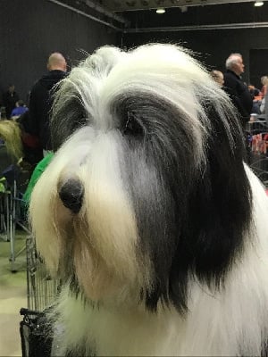 Étalon Bearded Collie - CH. Nobility Kween merry