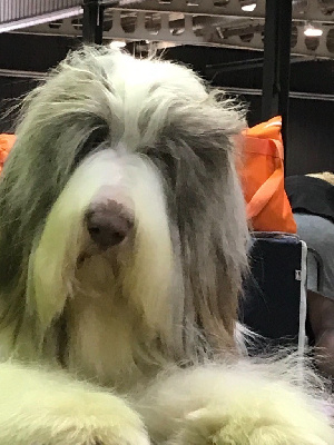 Étalon Bearded Collie - CH. Roots Of Pure Magic Wood