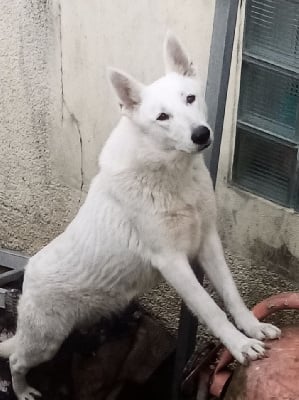 Étalon Berger Blanc Suisse - Remember to fight De L'arrache Coeurs