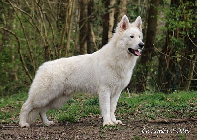 Étalon Berger Blanc Suisse - Padawan De La Tanière D'Odin