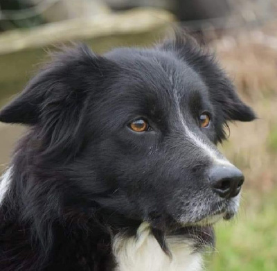 Étalon Border Collie - Molly De Ki Denvez Breizh