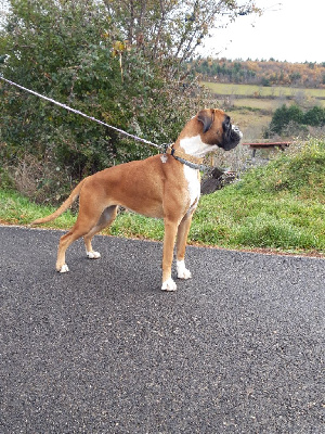 Étalon Boxer - Rachel Des gorges d'heric