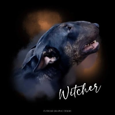 Étalon Bull Terrier - rasels bull Witcher