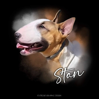 Étalon Bull Terrier - rasels bull Yummy stan