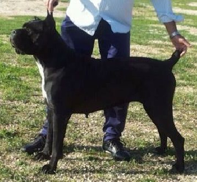 Étalon Cane Corso - Bluma Degli elmi