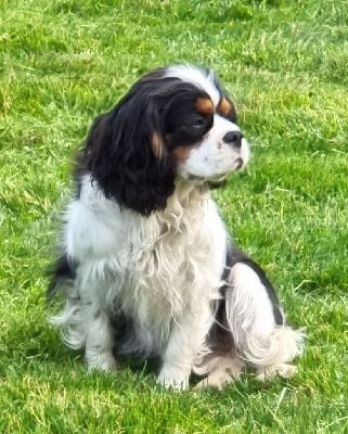 Étalon Cavalier King Charles Spaniel - Samsara Du murat