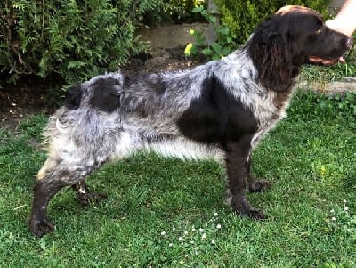 Étalon Chien d'Oysel allemand - Raffale Des Voix De L'argonne