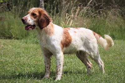 Étalon Chien d'Oysel allemand - Sibelle Des Voix Du Val