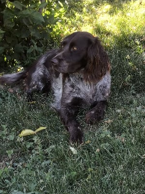 Étalon Chien d'Oysel allemand - Roxy2 De La Ranche Du Chêne