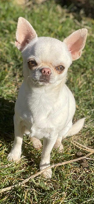 Étalon Chihuahua - Royal queen cléophée Des Lutins Sauvages