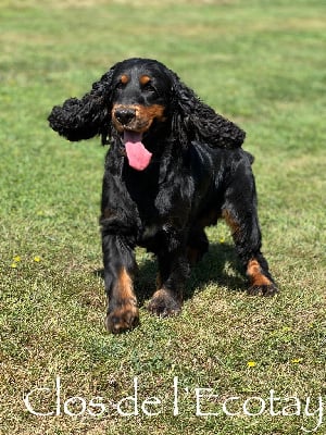 Étalon Cocker Spaniel Anglais - Sunset D'hell Pogo