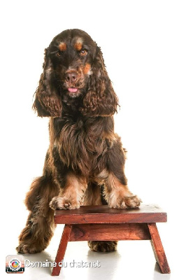 Étalon Cocker Spaniel Anglais - Riwan de l etang au miroir