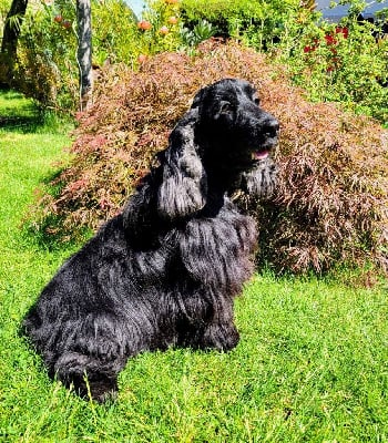 Étalon Cocker Spaniel Anglais - Maddy du clos des flambloyants