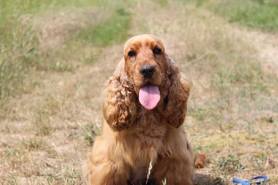 Étalon Cocker Spaniel Anglais - Rubis Des Etoiles Gold