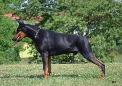 Étalon Dobermann - Noah de black shadow