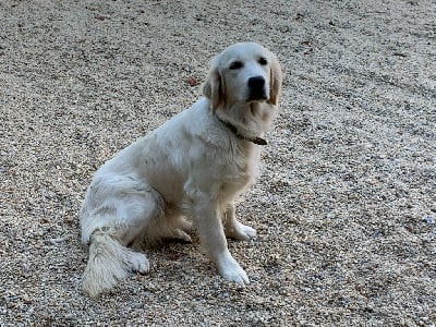 Étalon Golden Retriever - Simone Du Petit Desert