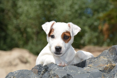 Étalon Jack Russell Terrier - ThaÏs for jack lover Des Terriers Du Large