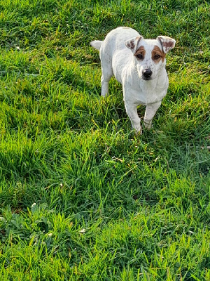 Étalon Jack Russell Terrier - Solinka (Sans Affixe)