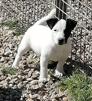 Étalon Jack Russell Terrier - Raven du mont de la chenaie