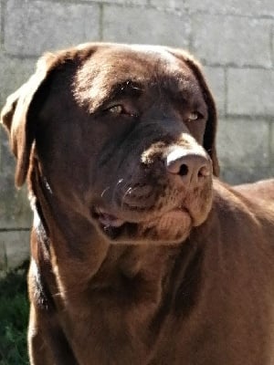 Étalon Labrador Retriever - Rhosca Du taillis de madame